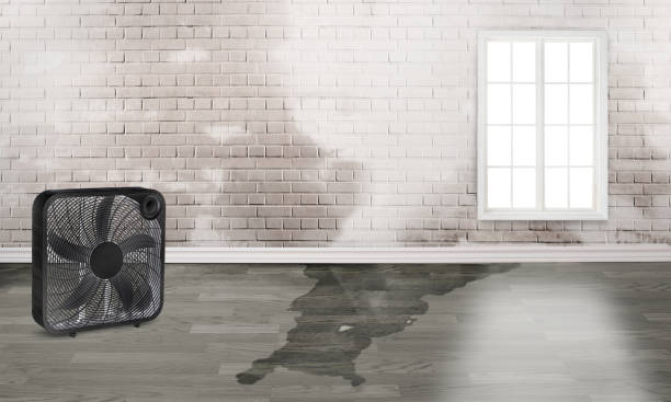 Best Flood damage cleanup  in Buchanan, NY